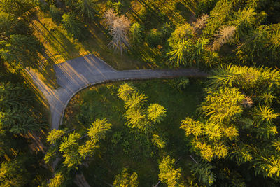 High angle view of road amidst trees