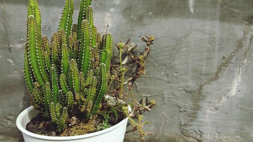 High angle view of cactus plant against wall