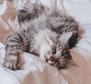 Close-up of cat sleeping on bed