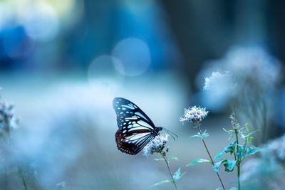 Close-up of butterfly pollinating on purple flower