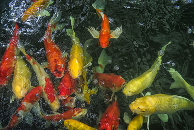 High angle view of koi carps swimming in pond