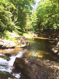 Close-up of tree by water