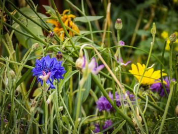 Close-up of purple flowers growing on field