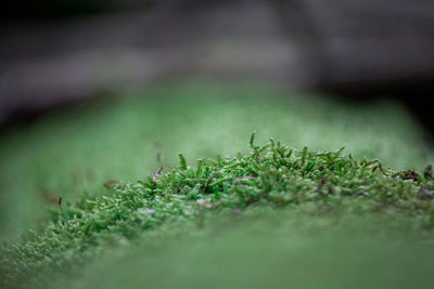 Plants growing on field