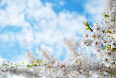 Cherry blossom tree