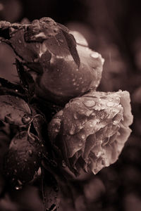 Close-up of ice cream