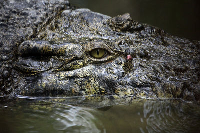 Close-up of crocodile in the lake