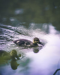 Duck swimming in lake