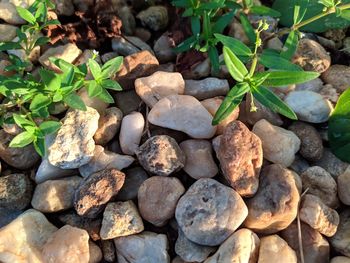High angle view of stones