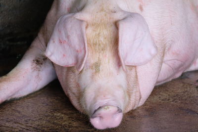 High angle view of pig lying down