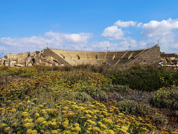 High angle view of flowers growing on field by caesarea maritima against cloudy sky