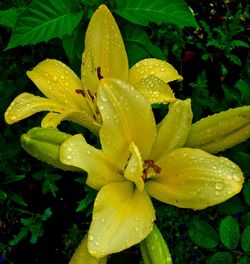 Close-up of water drops on yellow flower