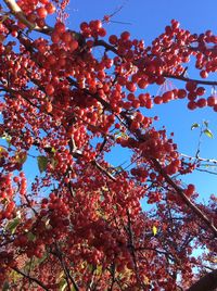 Low angle view of tree against sky