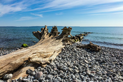 Driftwood on rock in sea against sky