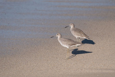 High angle view of seagulls on beach