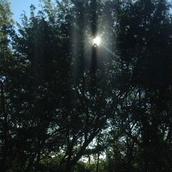 Low angle view of trees in forest