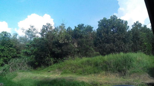 Low angle view of trees against sky