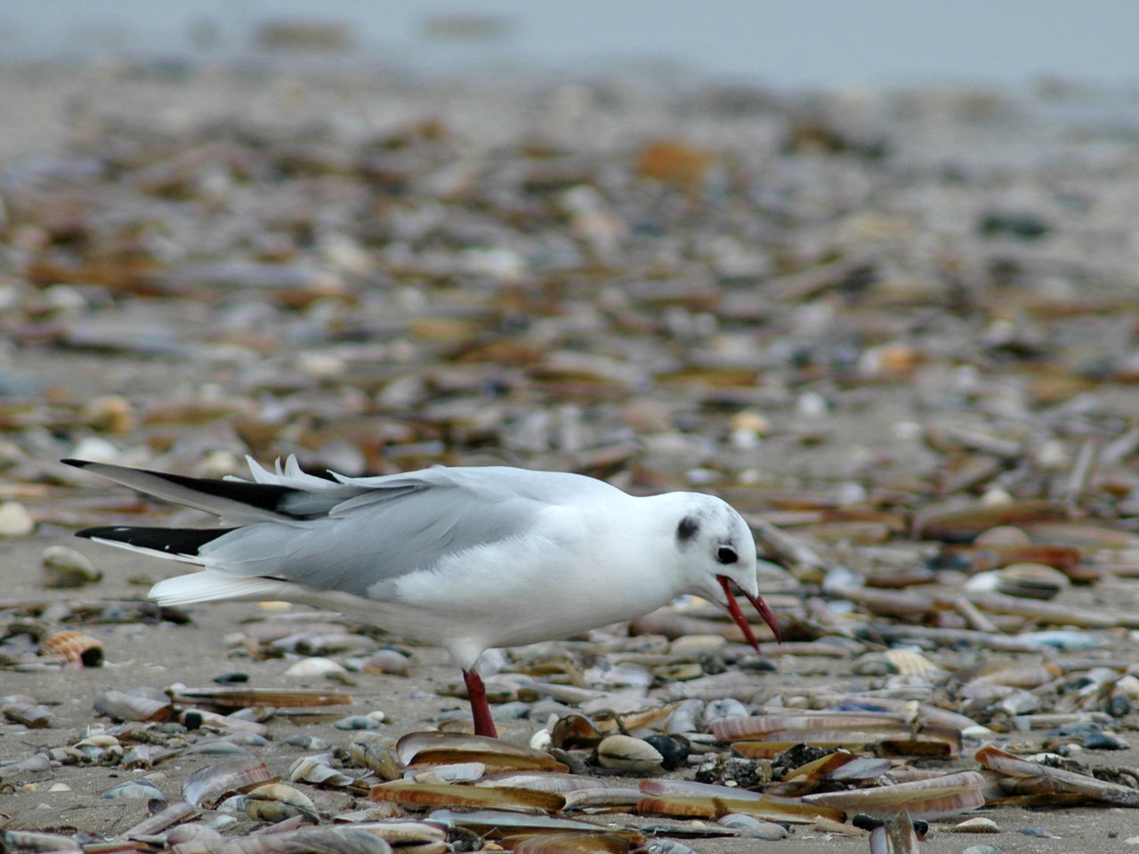 SEAGULL ON SAND