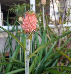 Close-up of red flowering plant