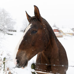 Horse on snow covered field