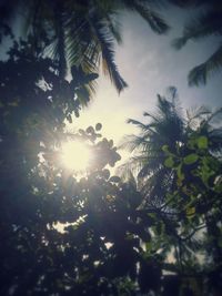 Low angle view of trees against sky