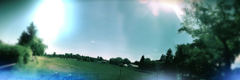 Sun shining through trees