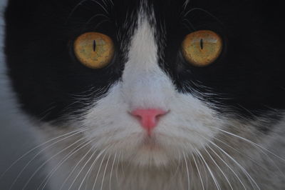 Close-up portrait of cat