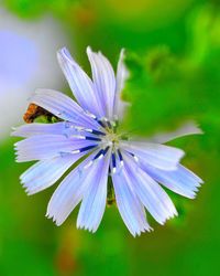 Close-up of purple flowers blooming