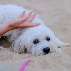 Portrait of white dog