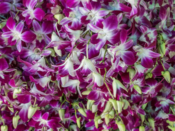 Full frame shot of pink flowering plants