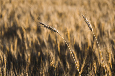 Close-up of wheat growing on field