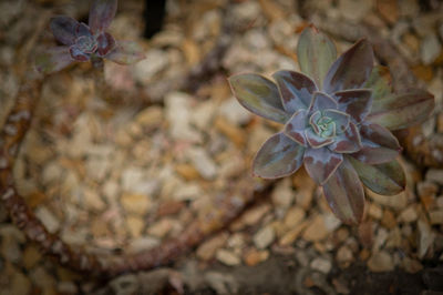 High angle view of purple flowering plant