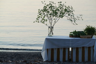 Tree by sea against sky