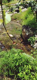 View of bird on rock amidst plants