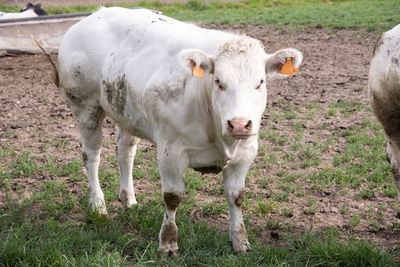 A beautiful white cow graze in a corral on green grass in a countryside