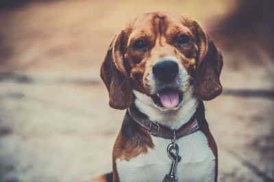 Close-up portrait of a dog