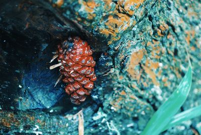 Close-up of insect on rock