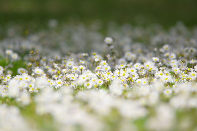 Close-up of white flowering plants on field