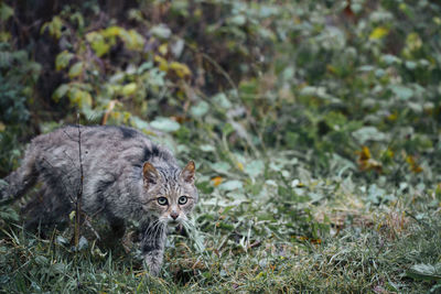 Portrait of lynx