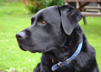 Close-up of dog looking away