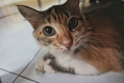 Close-up portrait of a cat looking at the camera.