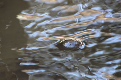 Close-up of turtle swimming in water