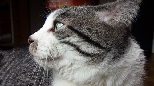 Close-up of a cat looking away