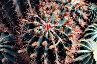 Full frame shot of succulent plant