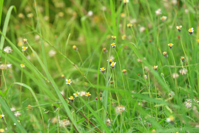 Full frame shot of flowering plants on field