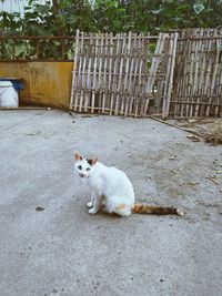 Portrait of cat by fence in yard