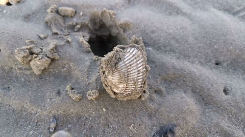 High angle view of shell on sand