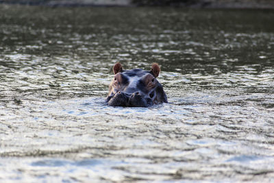 Portrait of horse in lake