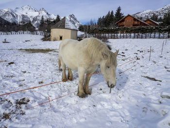 Dog on snow covered land