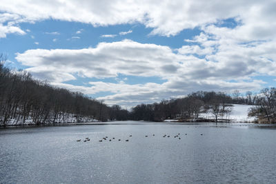 Swan in lake against sky during winter